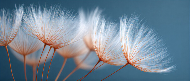 梦幻的白色绒球状植物