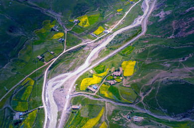 中国西藏G317青藏高原油菜花田风光