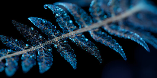 蓝色粒子化蕨类植物
