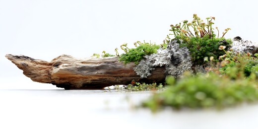 朽木生长青苔植物