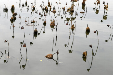 山东济南大明湖残荷美景