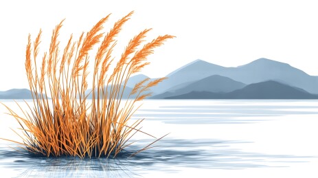 逆光中金色芦苇映衬水面与远山