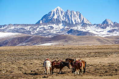 冬季川西塔公草原观雅拉雪山雪景