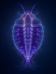 梦幻透明发光海洋甲壳动物