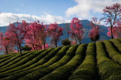 云南大理无量山樱花谷盛开的冬樱花
