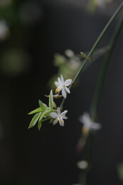 洁白的吊兰花