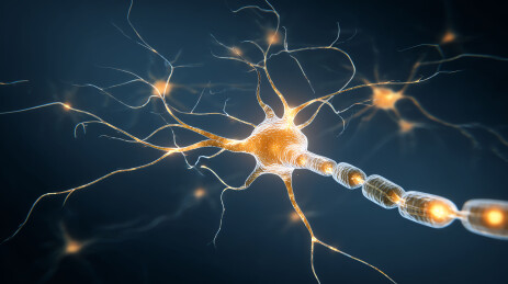 神经元电信号传递过程可视化