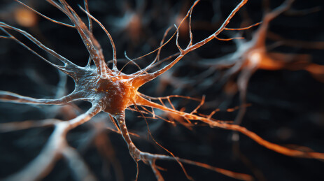 神经元结构细节展示