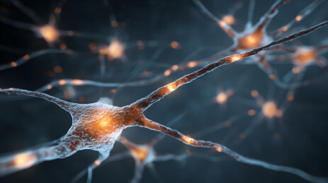 神经元电信号传递过程可视化