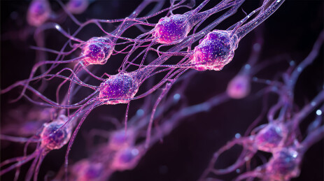 神经元细胞网络的微观世界