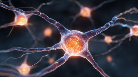 神经元细胞信号传递过程可视化