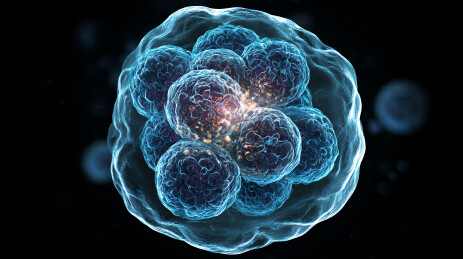 早期胚胎细胞分裂过程可视化图像