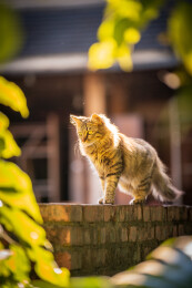 阳光下的可爱长毛斑纹猫