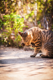 阳光下舔爪的狸花猫