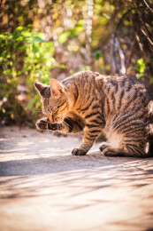阳光下舔爪的狸花猫