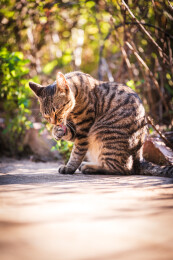 阳光下舔爪的狸花猫