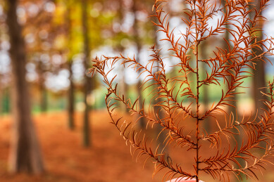 水杉林中的水杉叶