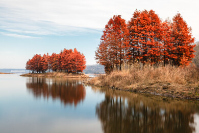 江苏盱眙天泉湖落羽杉水杉林秋天景色