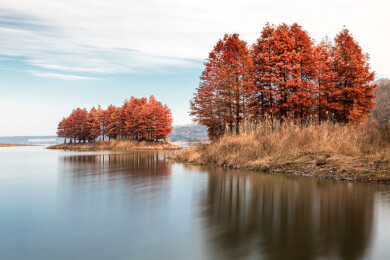 江苏盱眙天泉湖落羽杉水杉林秋天景色