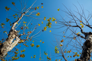 仰拍初冬梧桐树残存的叶子