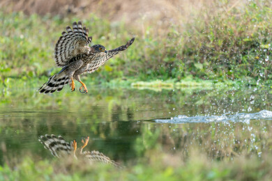 凤头鹰穿梭在林间空地中低空飞翔寻找食物