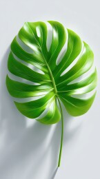 绿叶特写光影效果