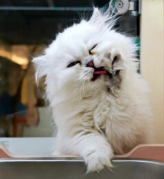舔爪子的白色猫咪幼崽