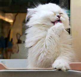 舔爪子的白色猫咪幼崽