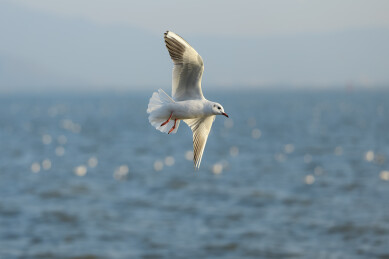 深圳湾的红嘴鸥
