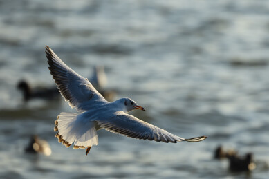 深圳湾的红嘴鸥