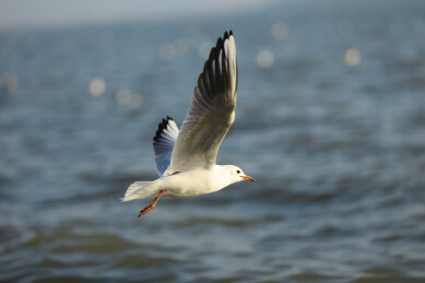 深圳湾的红嘴鸥