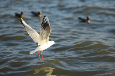 深圳湾的红嘴鸥