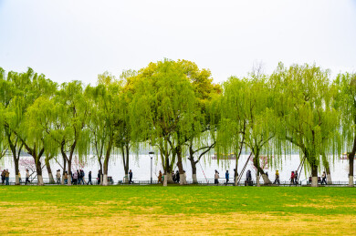 春天的杭州柳浪闻莺