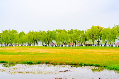 春天的杭州柳浪闻莺