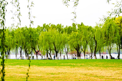 春天的杭州柳浪闻莺