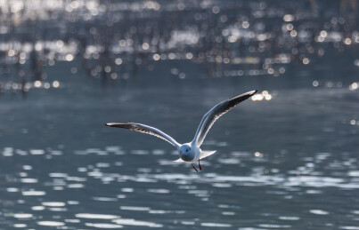 红嘴鸥生态照片