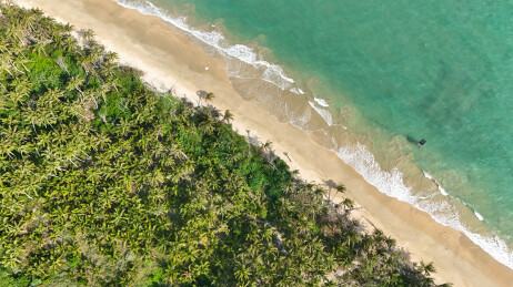 椰林海岸俯瞰视角