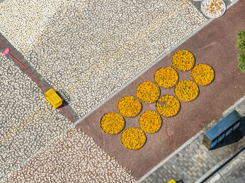 中国广东省江门市新会区茶坑村晒陈皮