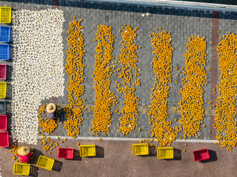 中国广东省江门市新会区茶坑村晒陈皮