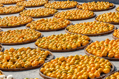 中国广东省江门市新会区新会陈皮村