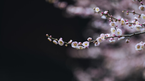 青羊宫梅花绽放迎春