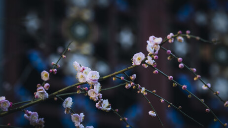 青羊宫梅花绽放迎春