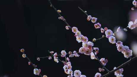 青羊宫梅花绽放