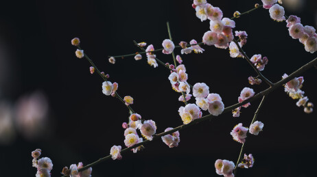 青羊宫梅花绽放迎春