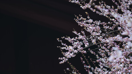 青羊宫梅花绽放春意浓