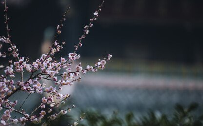 青羊宫梅花绽放春意浓