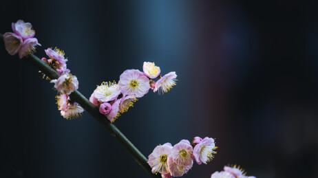 青羊宫梅花绽放迎春