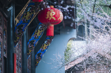 青羊宫红灯笼配梅花春景
