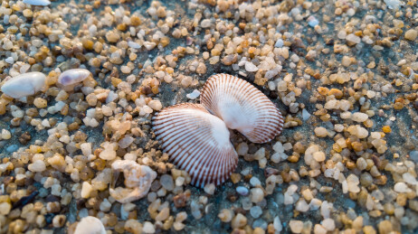 沙滩上被海水冲到岸上的贝壳特写