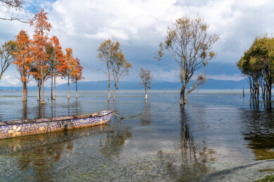 大理洱海岸边的红色水杉